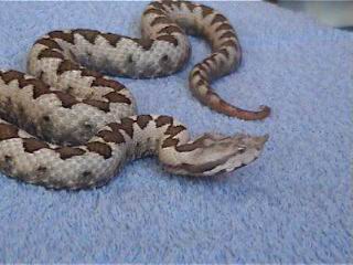 Male NoseHorned Viper (Vipera ammodytes ammodytes)28.JPG [18 Kb]